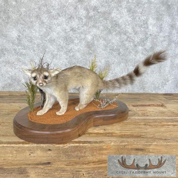 Ringtail Cat Taxidermy Mount For Sale