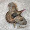 Rio Grande Turkey Taxidermy Bird Mount For Sale
