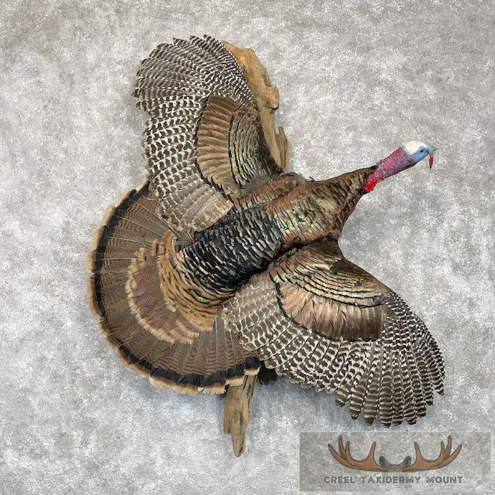 Rio Grande Turkey Taxidermy Bird Mount For Sale