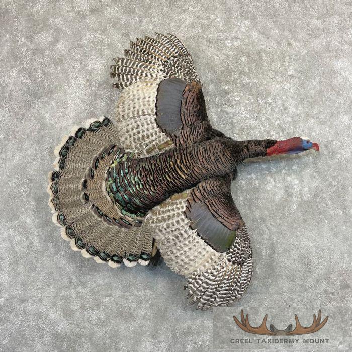 Rio Grande x Ocellated Cross Turkey Taxidermy Mount For Sale