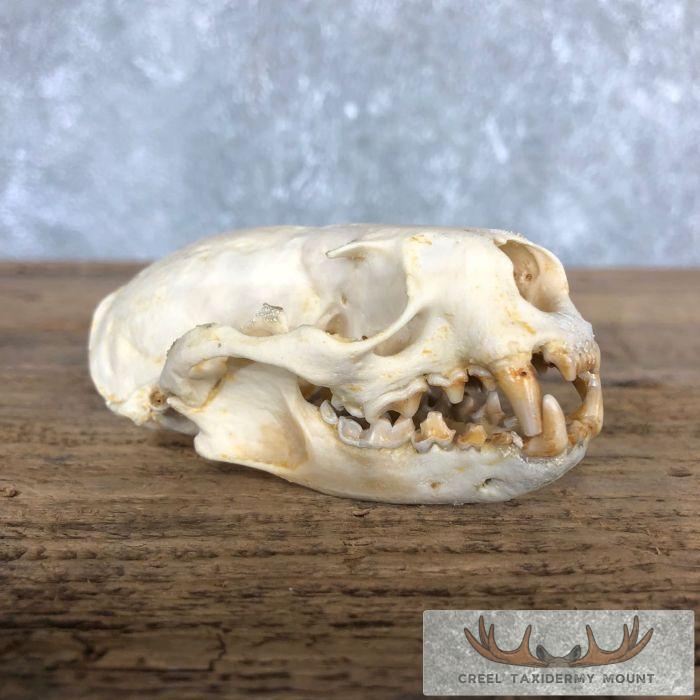 River Otter Full Skull Taxidermy Mount For Sale