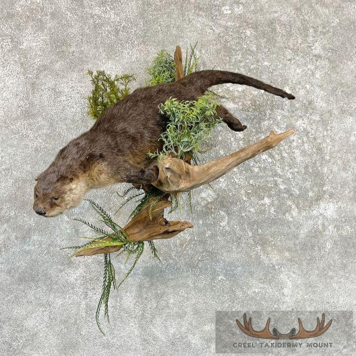 River Otter Life-Size Taxidermy Mount For Sale