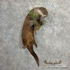 River Otter Life-Size Taxidermy Mount For Sale