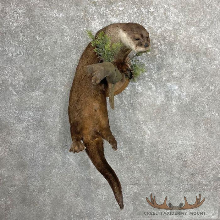 River Otter Life-Size Taxidermy Mount For Sale