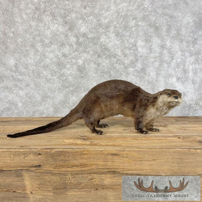 River Otter Life-Size Taxidermy Mount For Sale