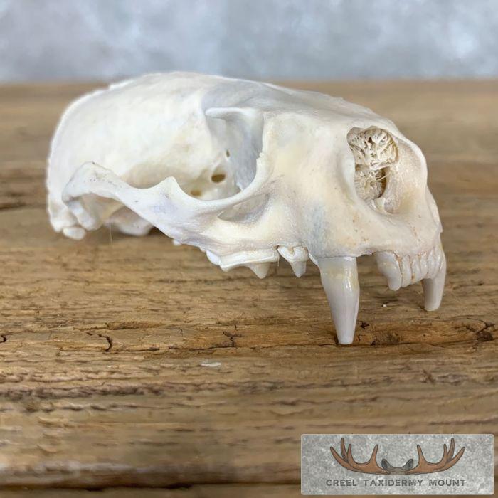 River Otter Skull Taxidermy Mount For Sale