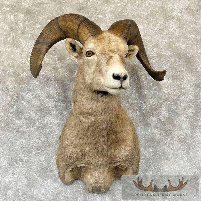 Rocky Mountain Bighorn Sheep Taxidermy Shoulder Mount For Sale
