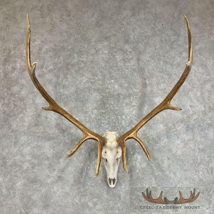 Rocky Mountain Elk Skull Plaque Taxidermy Mount For Sale