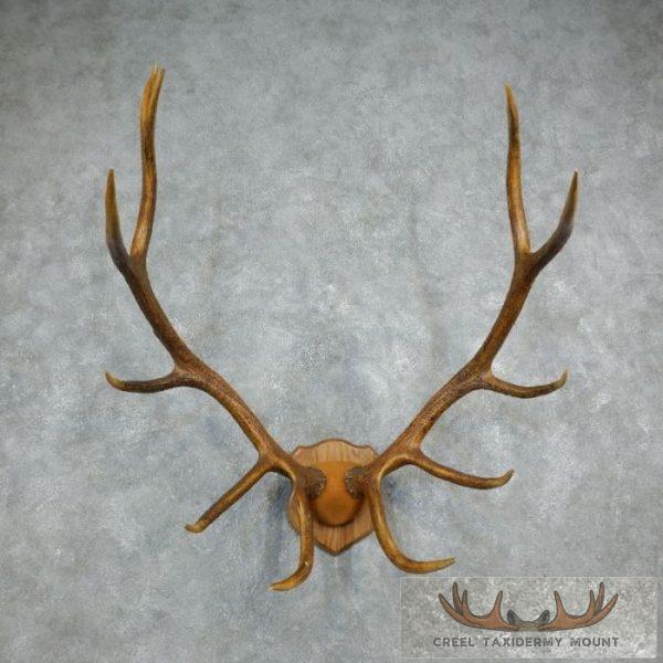 Rocky Mountain Elk Plaque Taxidermy Mount For Sale