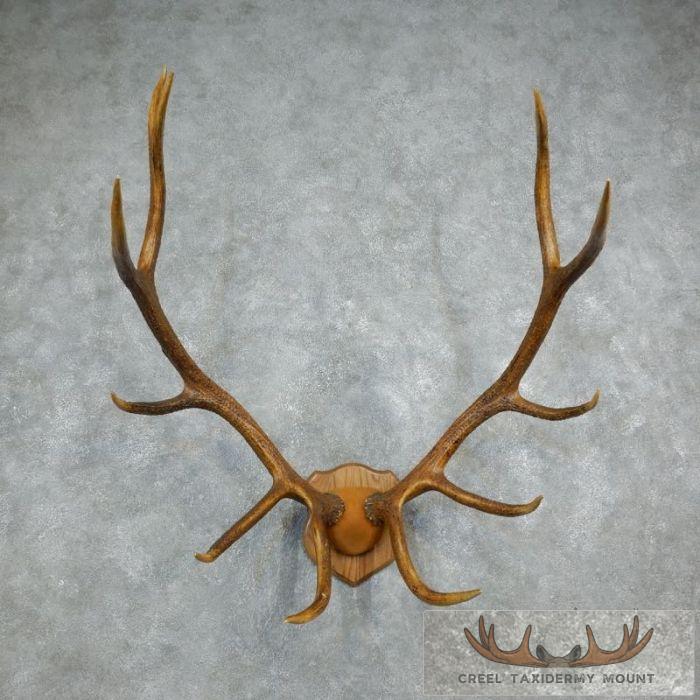 Rocky Mountain Elk Plaque Taxidermy Mount For Sale