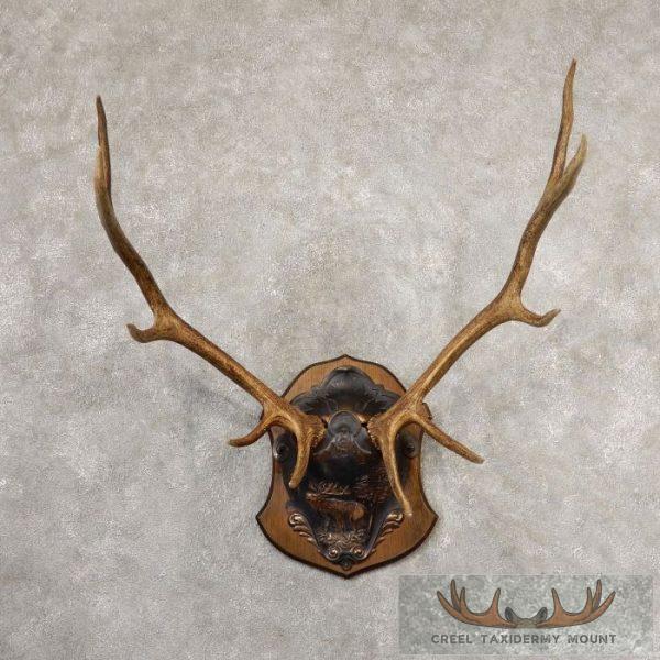 Rocky Mountain Elk Plaque Taxidermy Mount For Sale