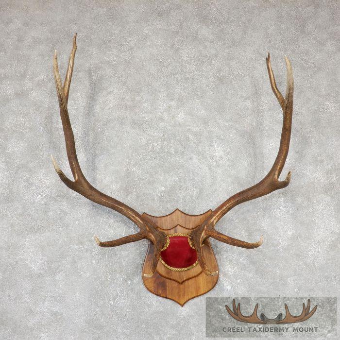 Rocky Mountain Elk Plaque Taxidermy Mount For Sale