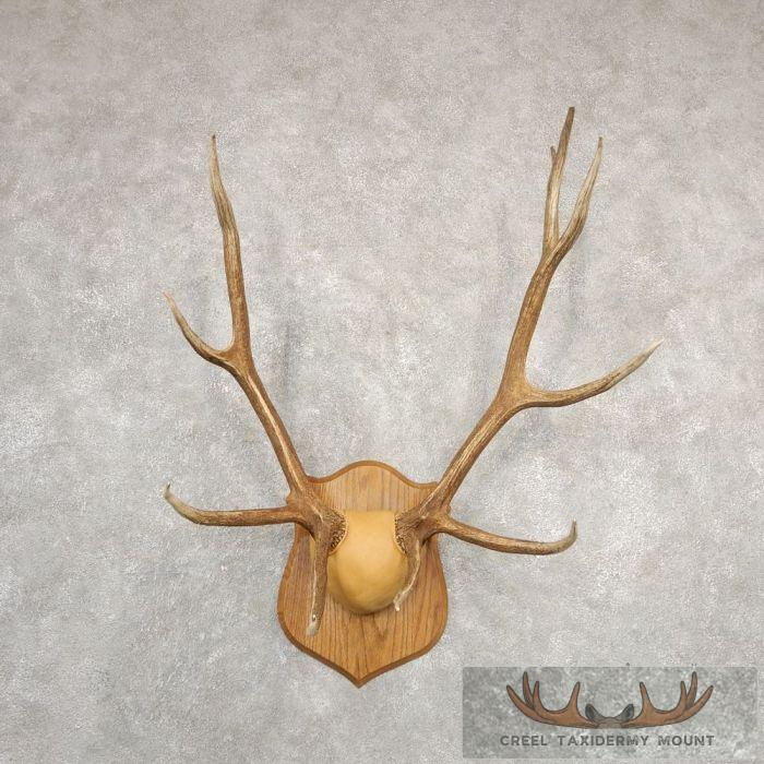 Rocky Mountain Elk Plaque Taxidermy Mount For Sale - Image 2
