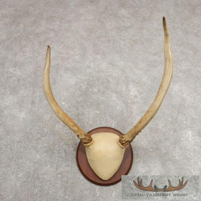 Rocky Mountain Elk Plaque Taxidermy Mount For Sale