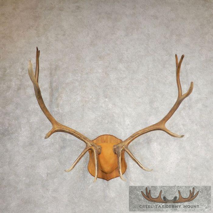 Rocky Mountain Elk Plaque Taxidermy Mount For Sale
