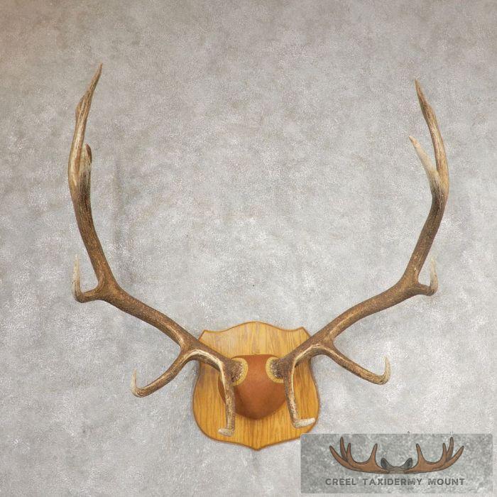 Rocky Mountain Elk Plaque Taxidermy Mount For Sale