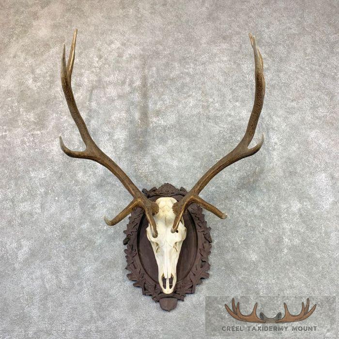 Rocky Mountain Elk Skull Plaque Taxidermy Mount For Sale