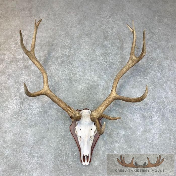 Rocky Mountain Elk Skull Plaque Taxidermy Mount For Sale