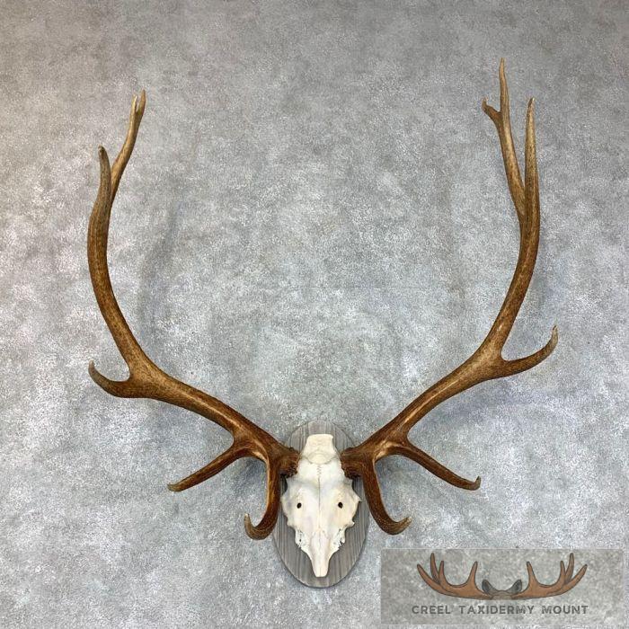 Rocky Mountain Elk Plaque Taxidermy Mount For Sale