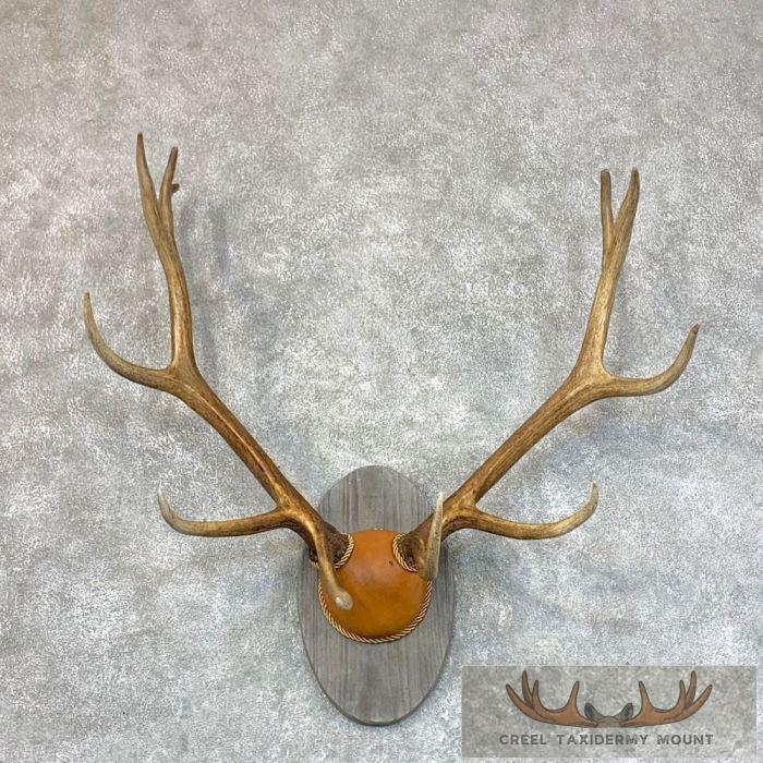 Rocky Mountain Elk Plaque Taxidermy Mount For Sale