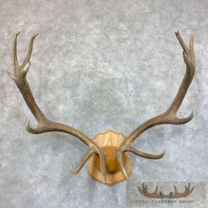 Rocky Mountain Elk Plaque Taxidermy Mount For Sale