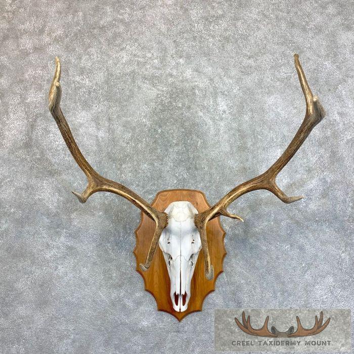 Rocky Mountain Elk Skull Plaque Taxidermy Mount For Sale