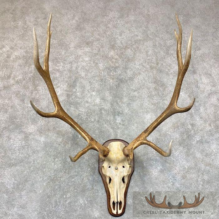 Rocky Mountain Elk Skull Plaque Taxidermy Mount For Sale