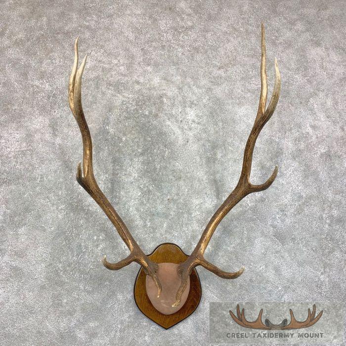 Rocky Mountain Elk Plaque Taxidermy Mount For Sale