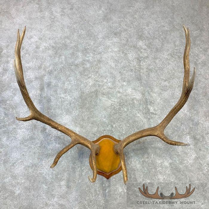 Rocky Mountain Elk Plaque Taxidermy Mount For Sale