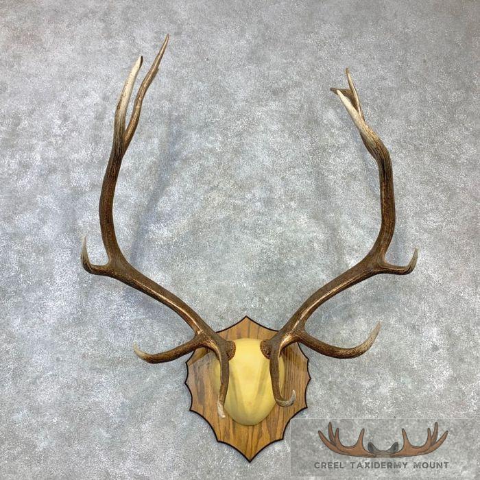 Rocky Mountain Elk Plaque Taxidermy Mount For Sale