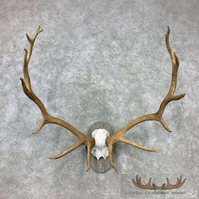 Rocky Mountain Elk Plaque Taxidermy Mount For Sale