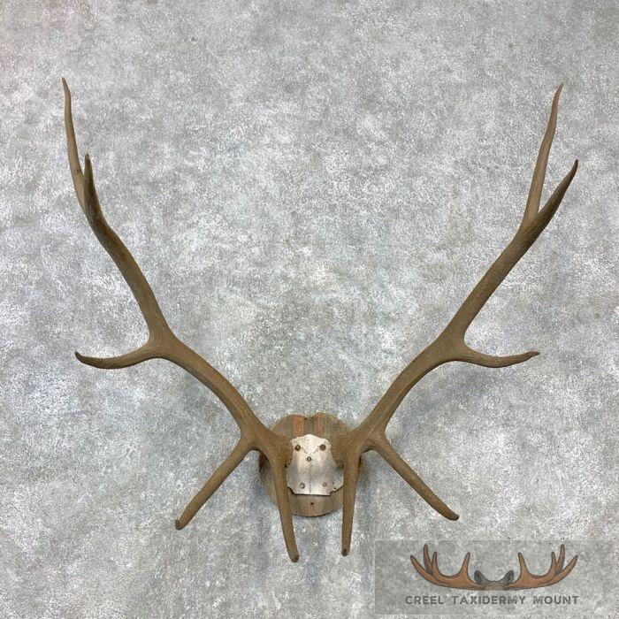 Rocky Mountain Elk Plaque Taxidermy Mount For Sale