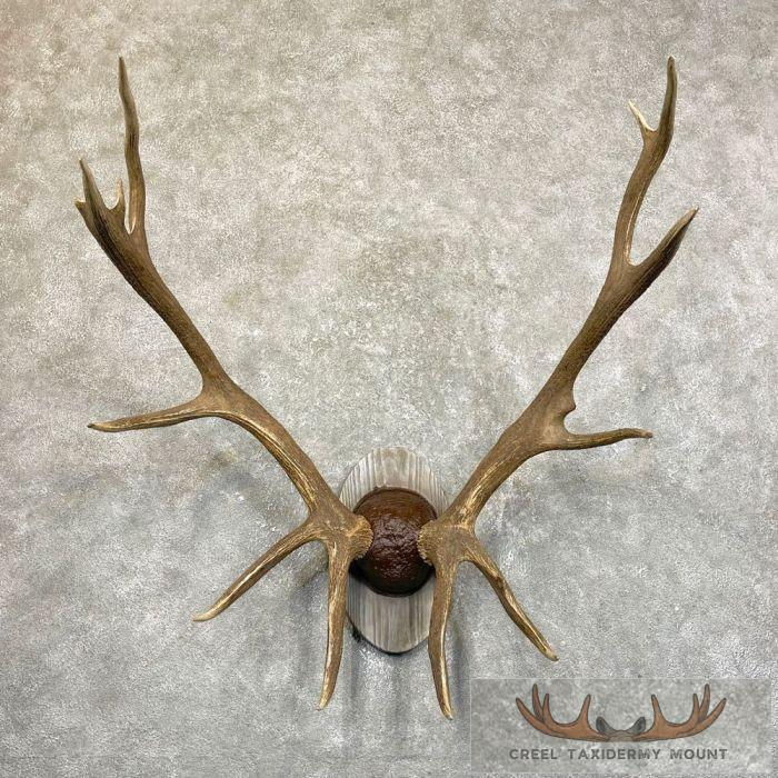 Rocky Mountain Elk Plaque Taxidermy Mount For Sale