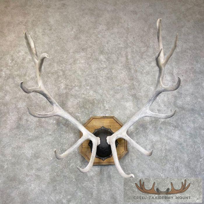 Rocky Mountain Elk Plaque Taxidermy Mount For Sale