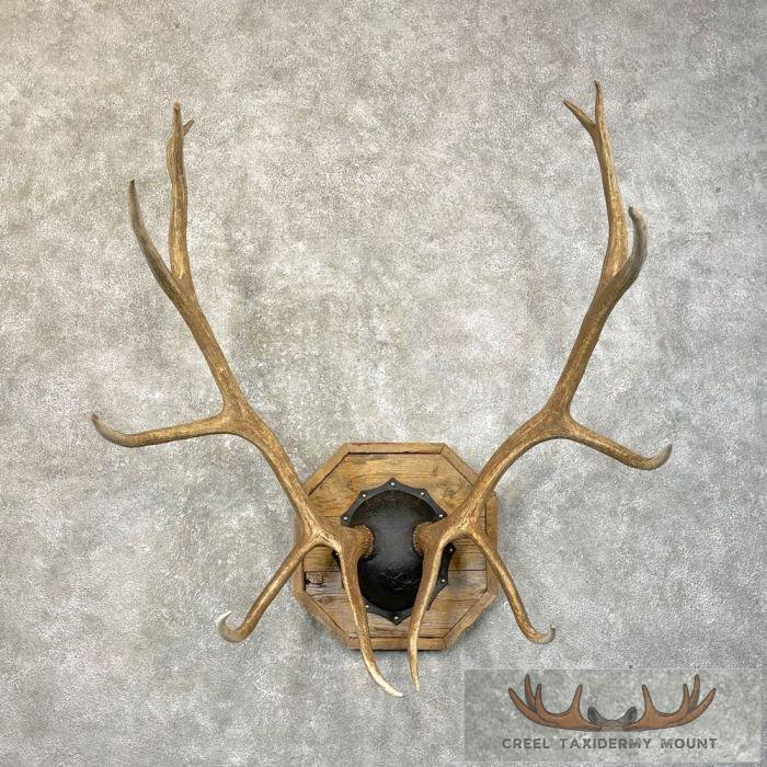 Rocky Mountain Elk Plaque Taxidermy Mount For Sale