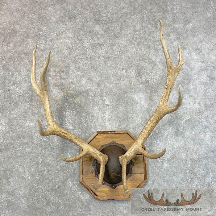 Rocky Mountain Elk Plaque Taxidermy Mount For Sale