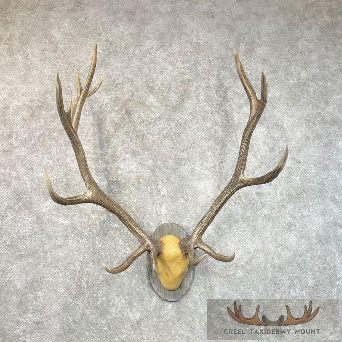 Rocky Mountain Elk Plaque Taxidermy Mount For Sale