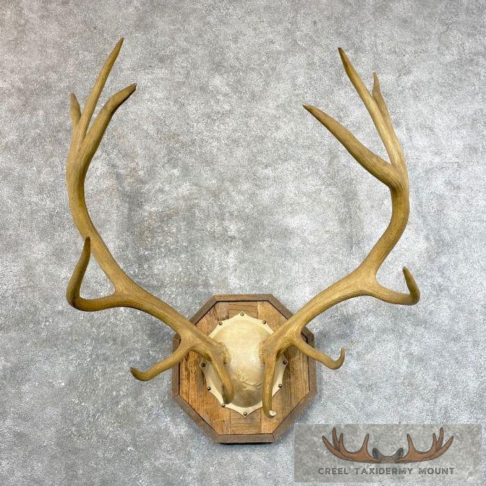 Rocky Mountain Elk Plaque Taxidermy Mount For Sale