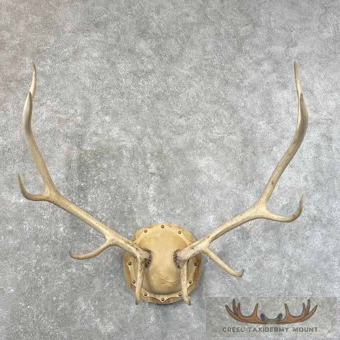 Rocky Mountain Elk Plaque Taxidermy Mount For Sale