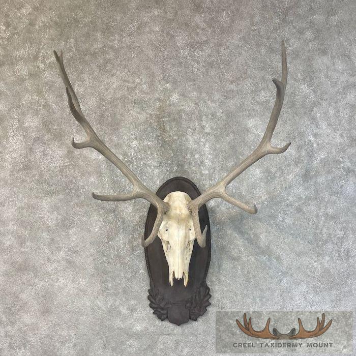Rocky Mountain Elk Plaque Taxidermy Mount For Sale