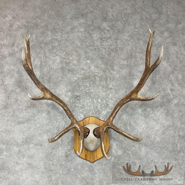 Rocky Mountain Elk Plaque Taxidermy Mount For Sale