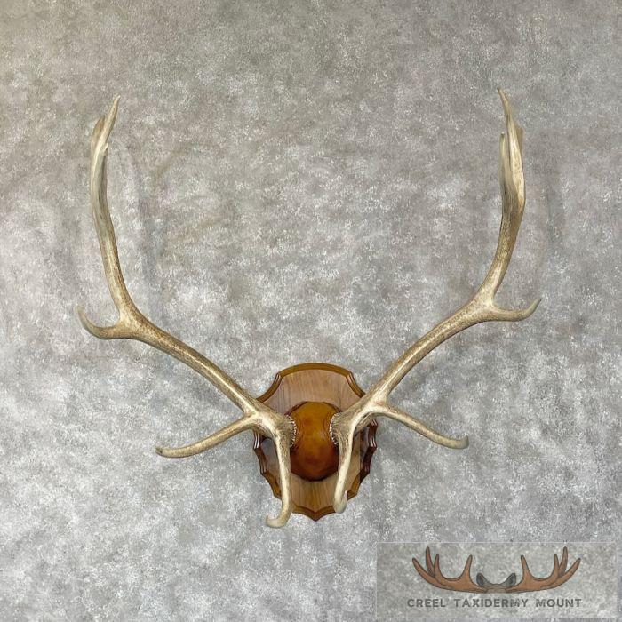 Rocky Mountain Elk Plaque Taxidermy Mount For Sale