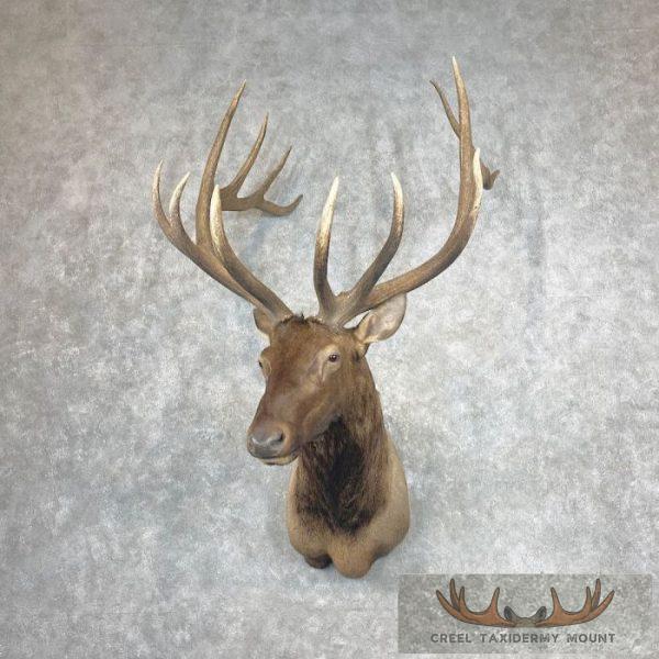 Rocky Mountain Elk Taxidermy Shoulder Mount For Sale