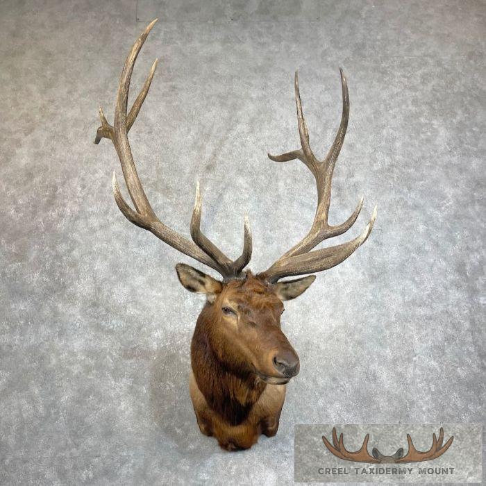 Rocky Mountain Elk Taxidermy Shoulder Mount For Sale