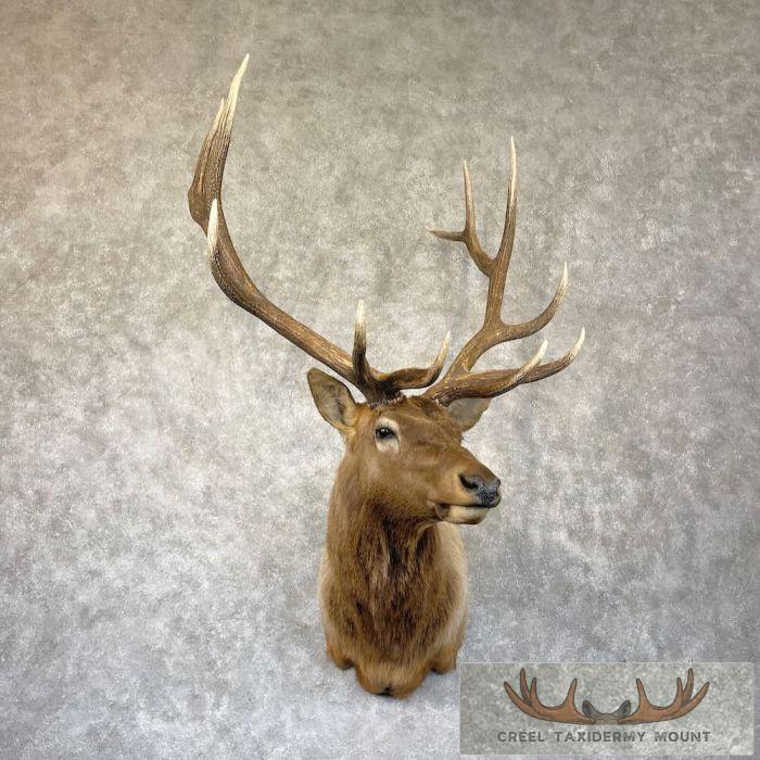 Rocky Mountain Elk Taxidermy Shoulder Mount For Sale