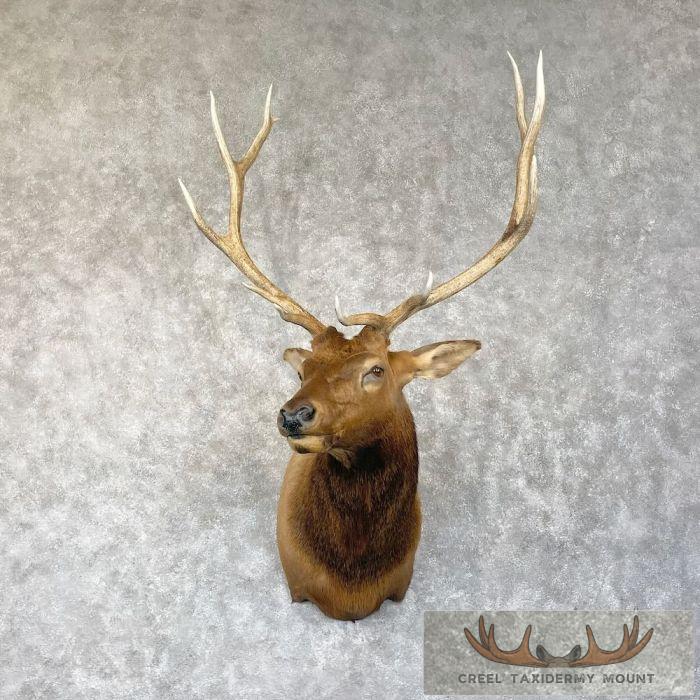 Rocky Mountain Elk Taxidermy Shoulder Mount For Sale