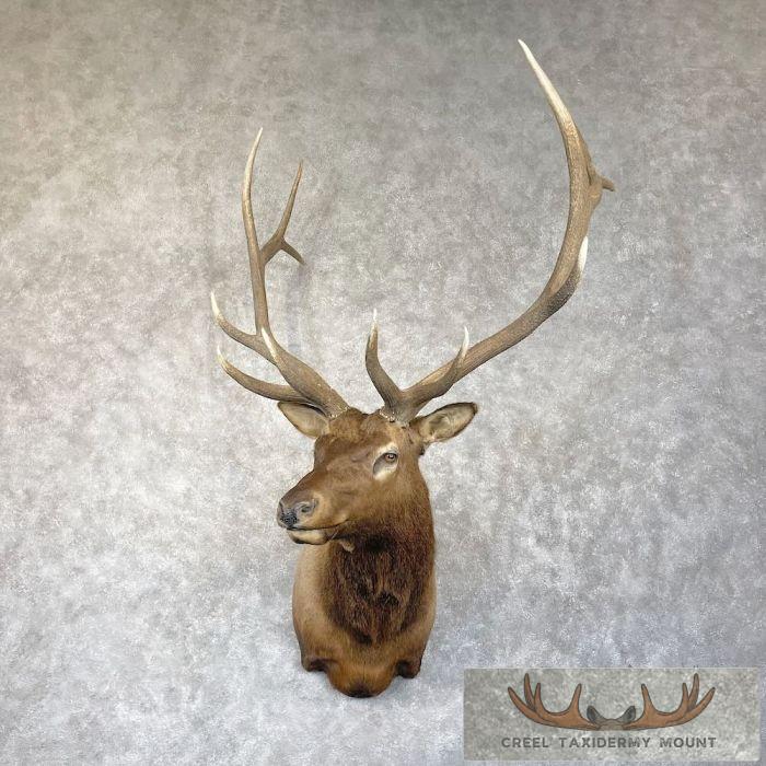 Rocky Mountain Elk Taxidermy Shoulder Mount For Sale