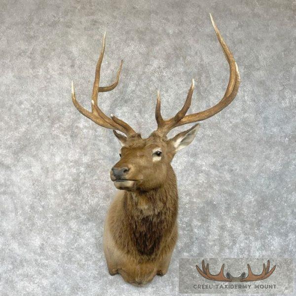 Rocky Mountain Elk Taxidermy Shoulder Mount For Sale