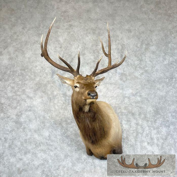 Rocky Mountain Elk Taxidermy Shoulder Mount For Sale