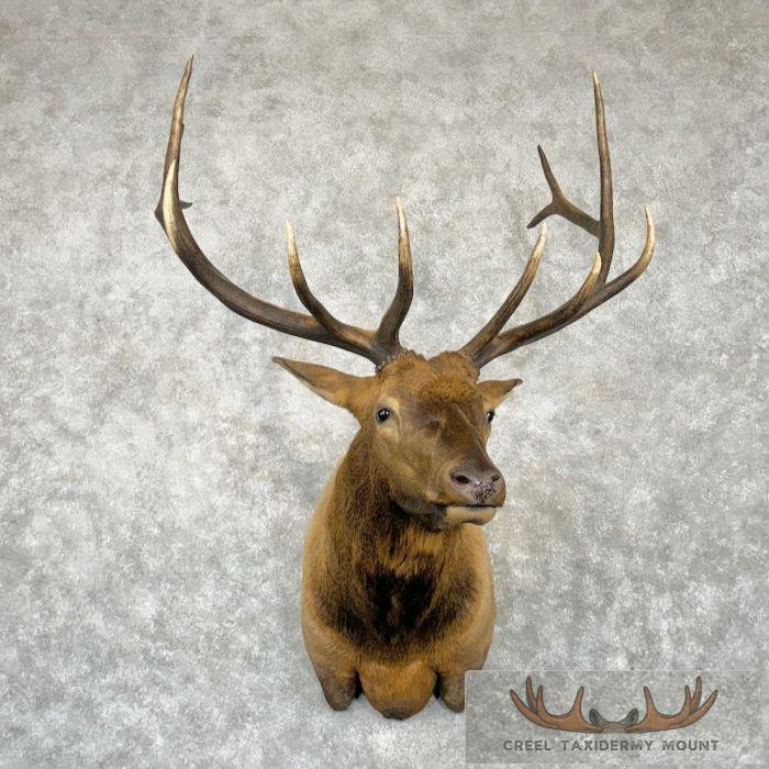 Rocky Mountain Elk Head Taxidermy Shoulder Mount For Sale
